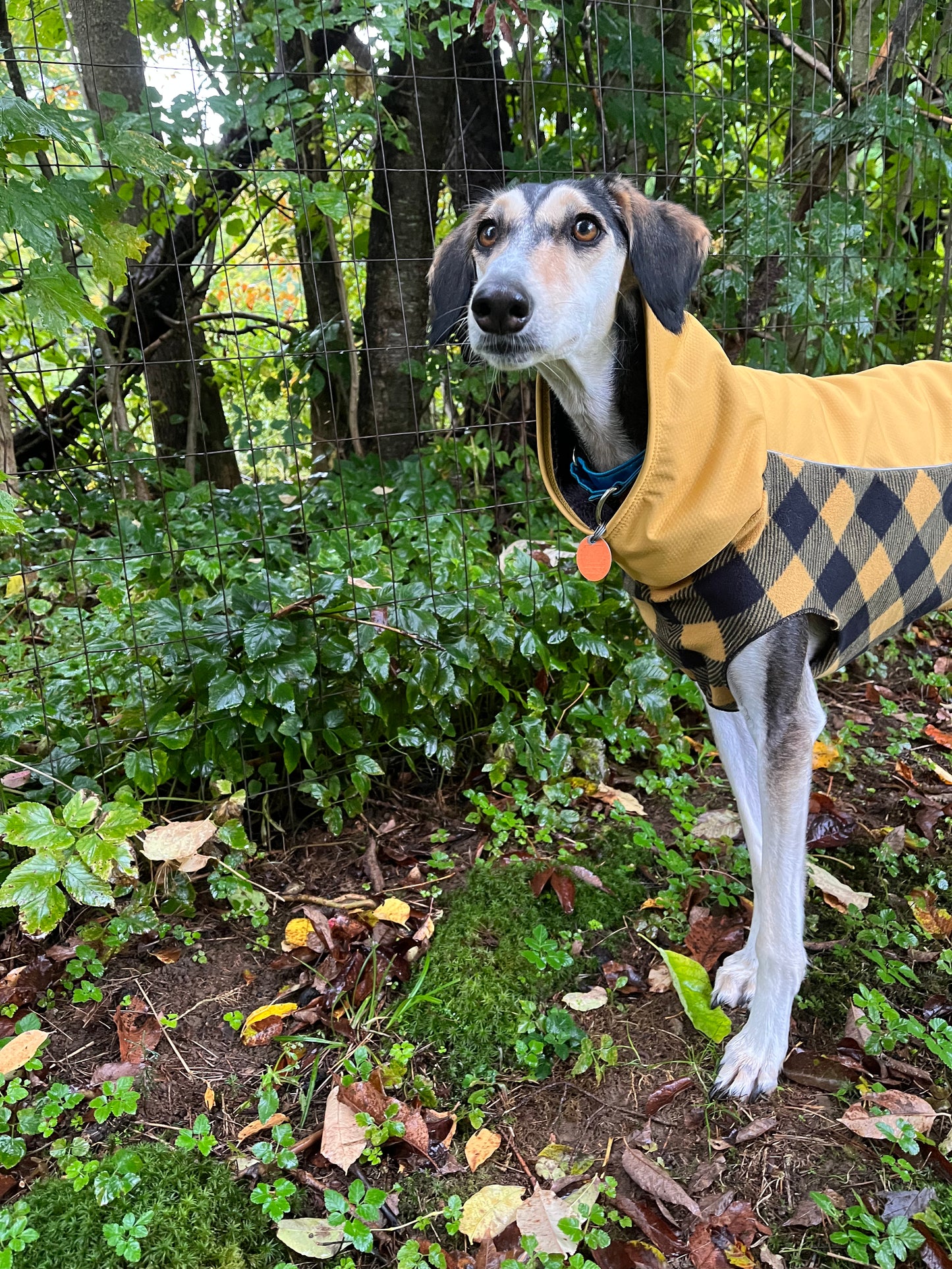 Gold Paw Portland Pullover